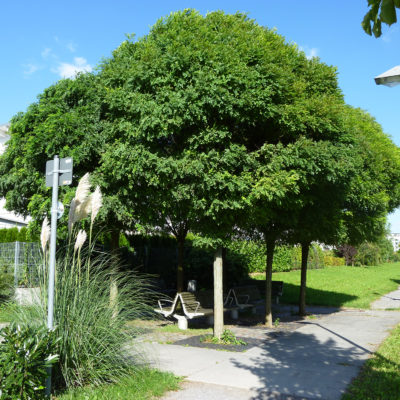 Ludwigsburg